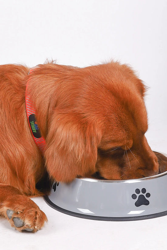 1PC Stainless Steel Pet Bowl Cat Bowl Dog Food Bowl Multi-Specification Anti-fall Food Bowl Food Bowl Feeding Pet Supplies